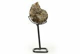 Cretaceous Ammonite (Mammites) Fossil with Metal Stand - Morocco #274602-1